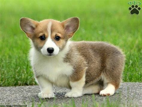 My husband and myself started this program in 2018 and only plan to continue to improve our lines and knowledge We raise AKC Pembroke Welsh Corgis. . Corgi puppies for sale in oklahoma